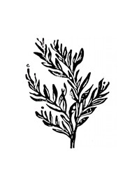 Xilogravura Árvore by Mangarataia (16 cm x 18 cm)