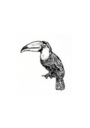 Xilogravura Tucano by Rafael Ramalho “Cão (35 cm x 27 cm)
