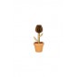 Planta para Montar em MDF- Tulipa by Oficina 021
